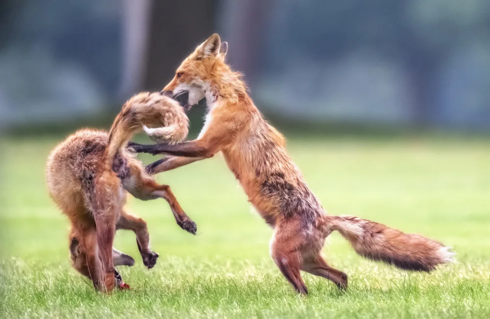 Fischer, Jie: Fox plying