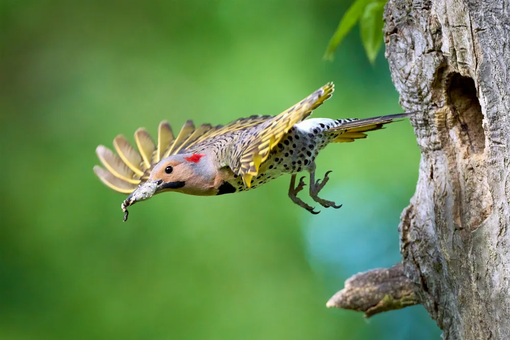 Chen, Johnny: Flight from the Nest