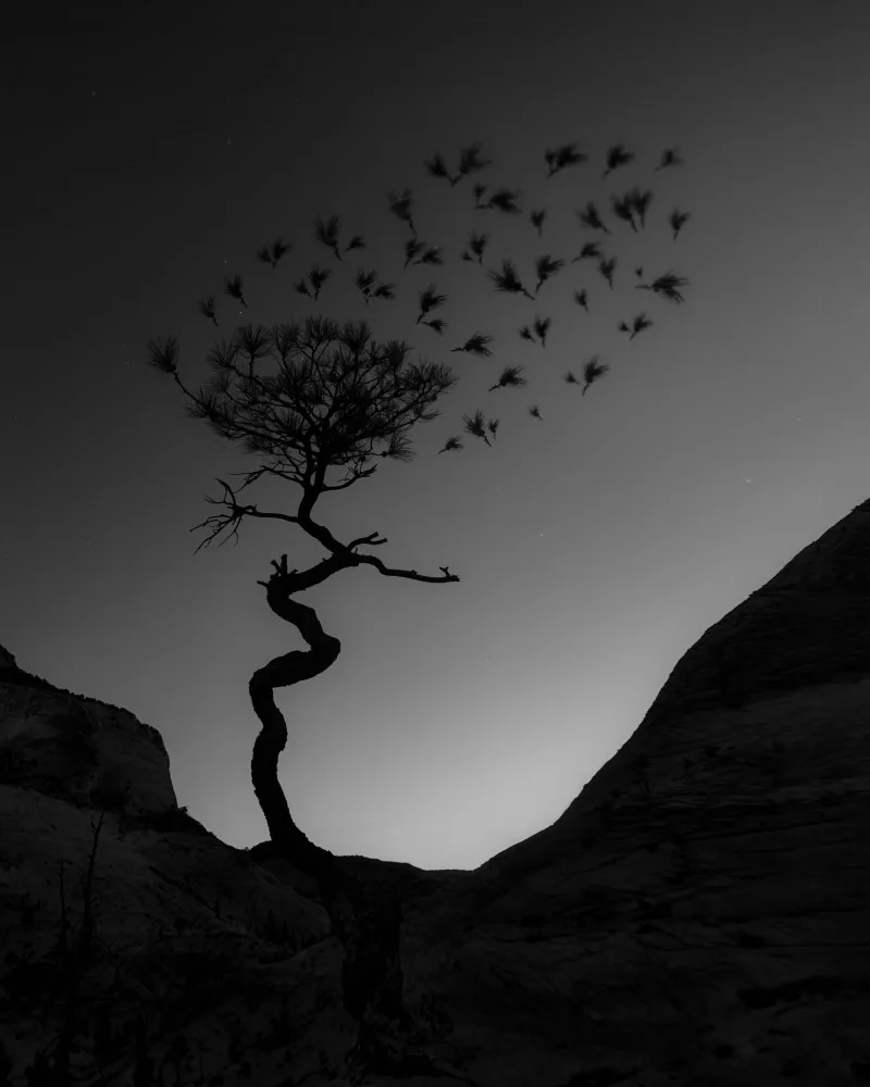 Xu, Leah: Albero nel sogno