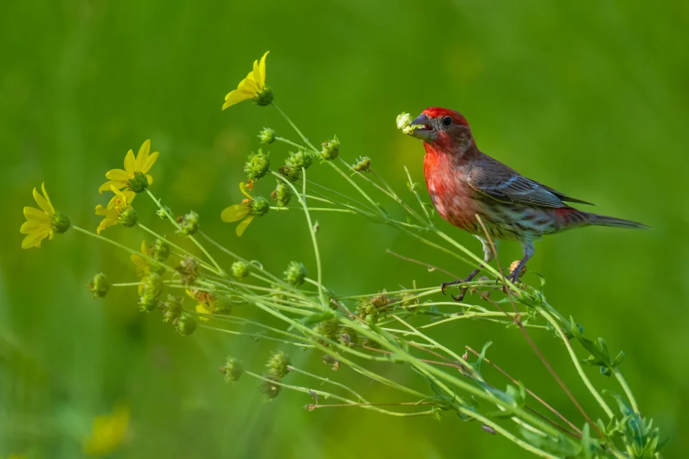 He, Mike: House Finch and Flowers