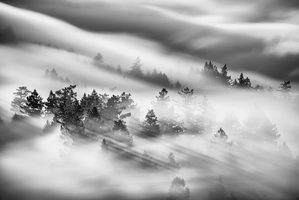 Zhang, Johnny: Untitled