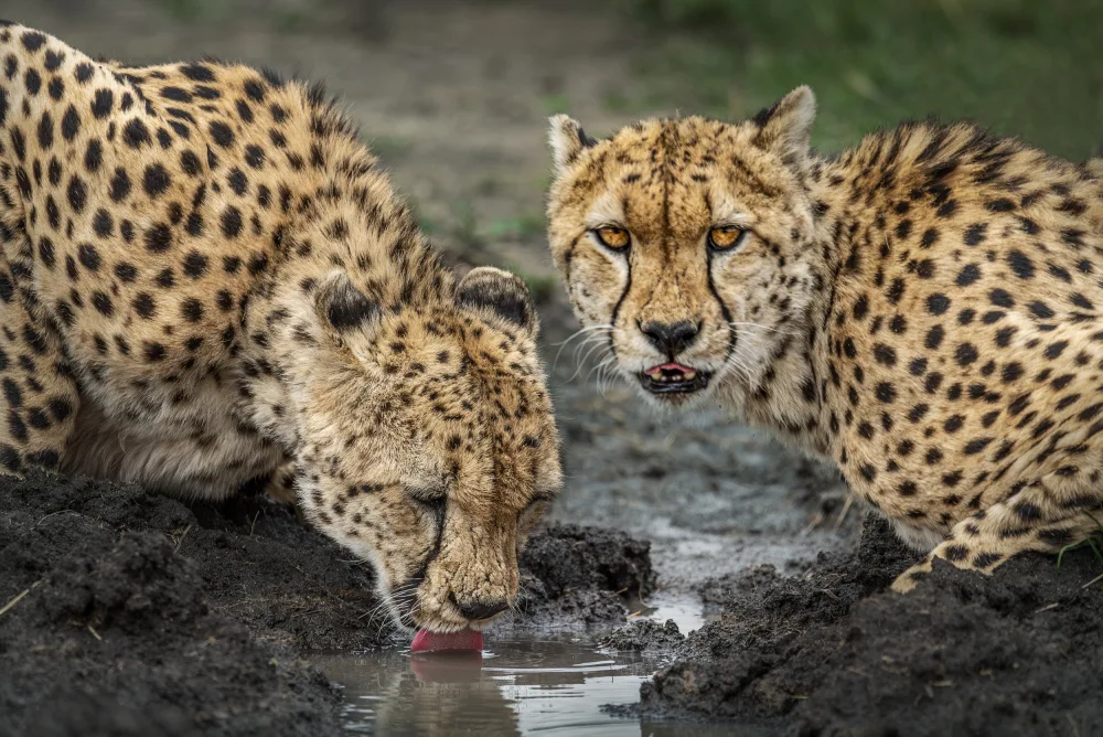 Singh, Anita: Wild refreshment