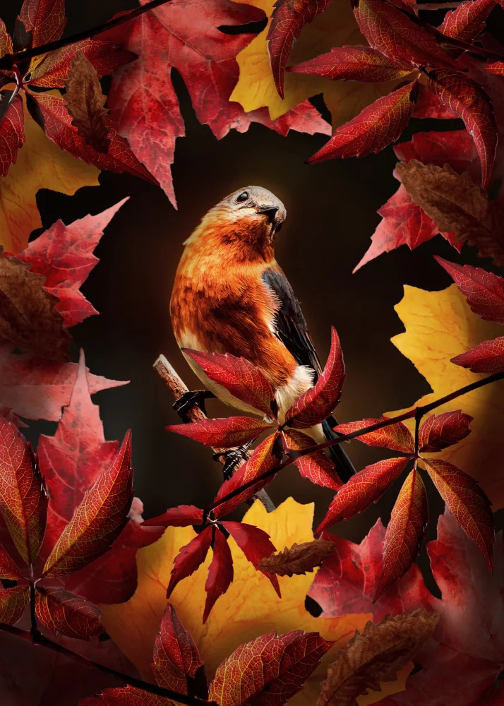 Barizi, Al: Bird Autumn