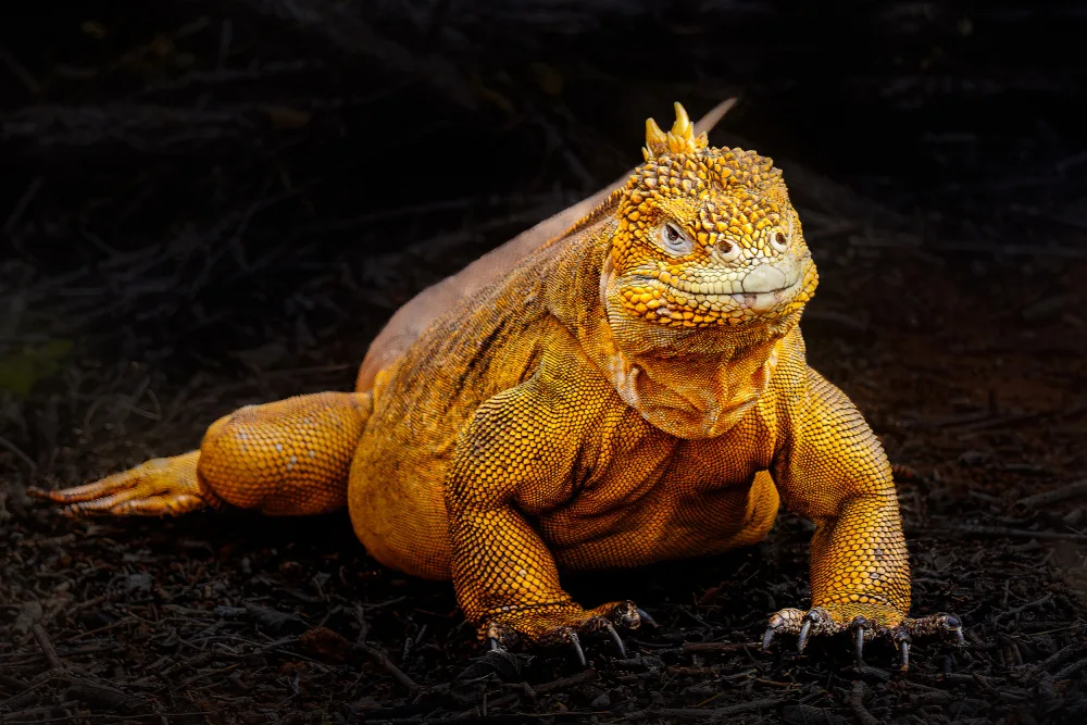 Cai, James: Iguana