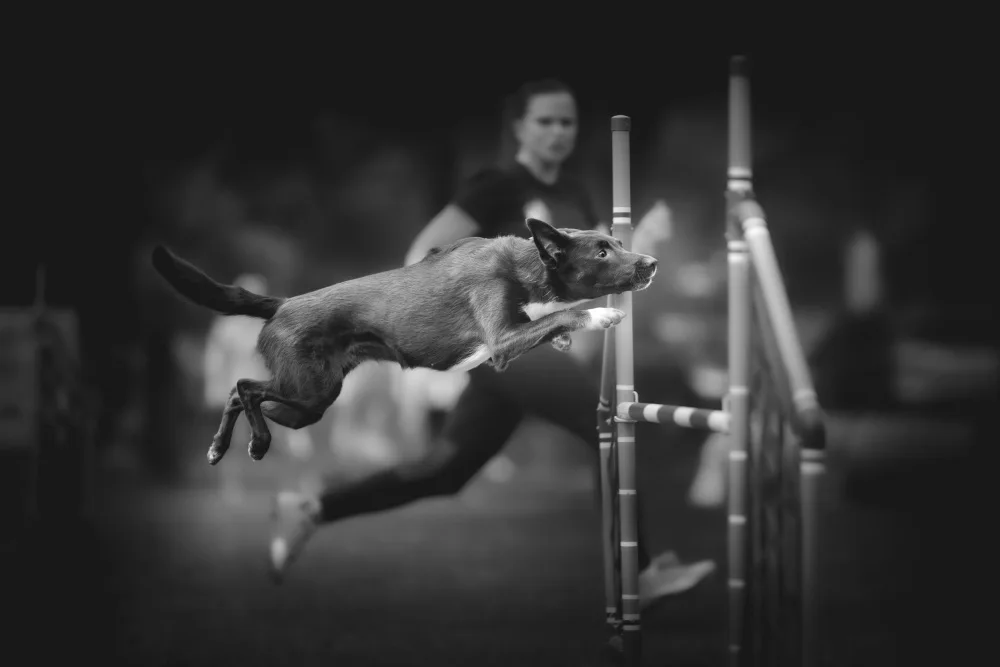 Gerec, Pali: ... concentrated jump ...
