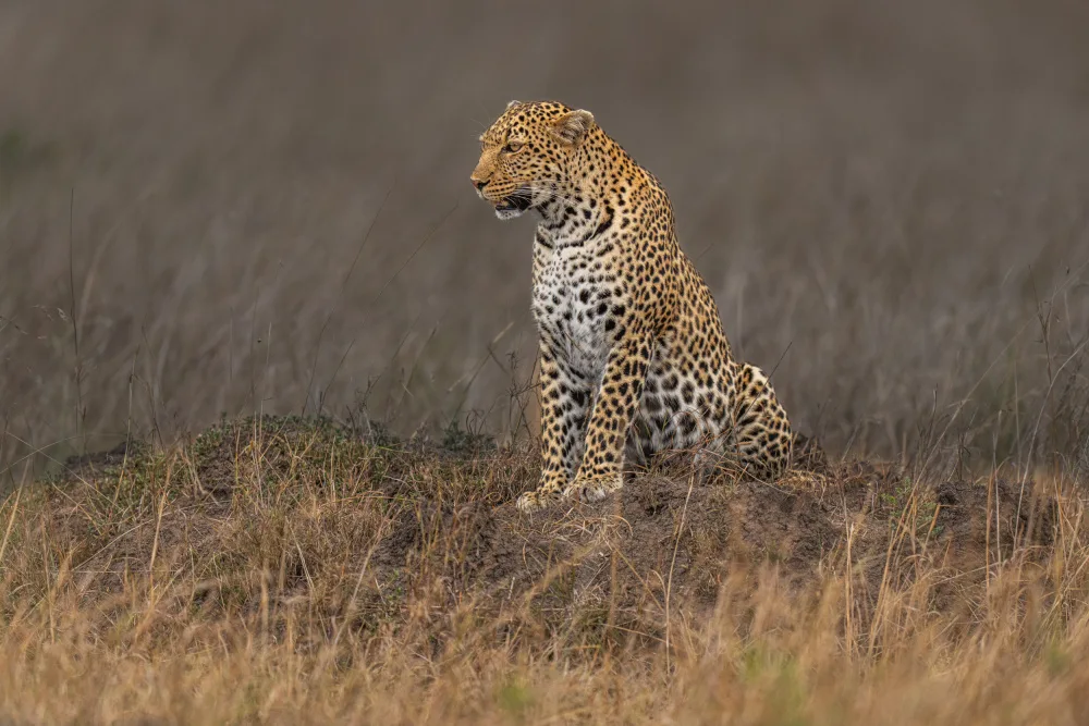 Bhatia, Yogesh: Beauty