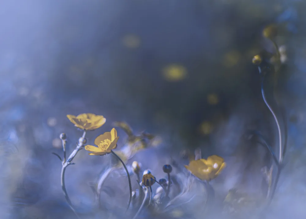 Zvinakeviciute, Kristina: Meadow buttercup
