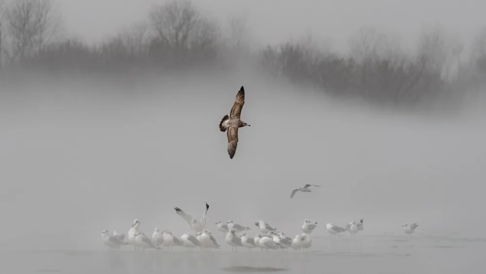 Xu, Jian: A foggy morning