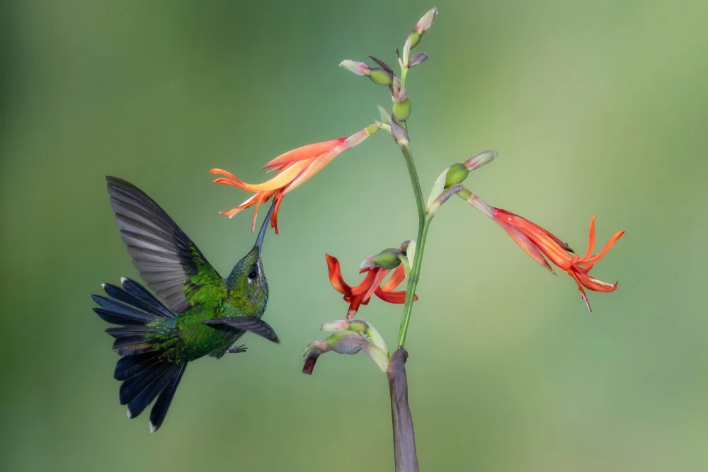 Xu, Sheila: A Green-crowned Brilliant