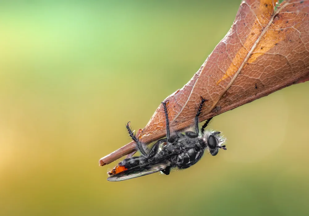Saluja, Atul: Upside down