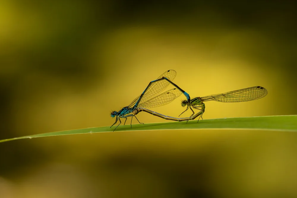 Haaksma, Piet: Damselfly lovers