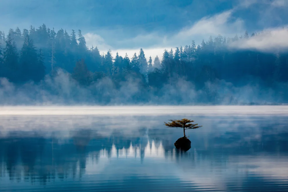 Ying, Li: Misty Morning