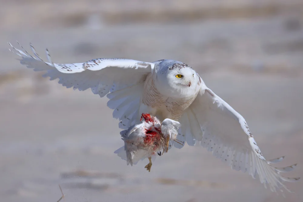 Lam, Gavin: Snowy Owl in Hunting