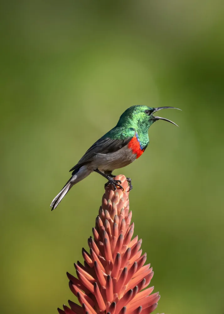 Zhang, Joan: The singing  sunbird
