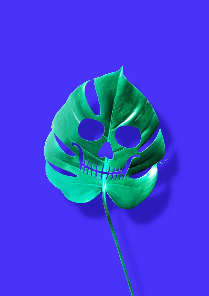 Pozdniakov, Artem: Monstera