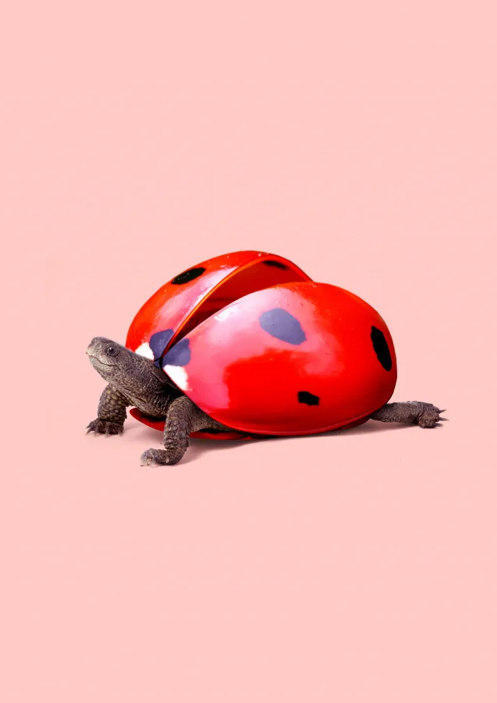 Pozdniakov, Artem: Tartaruga coccinella