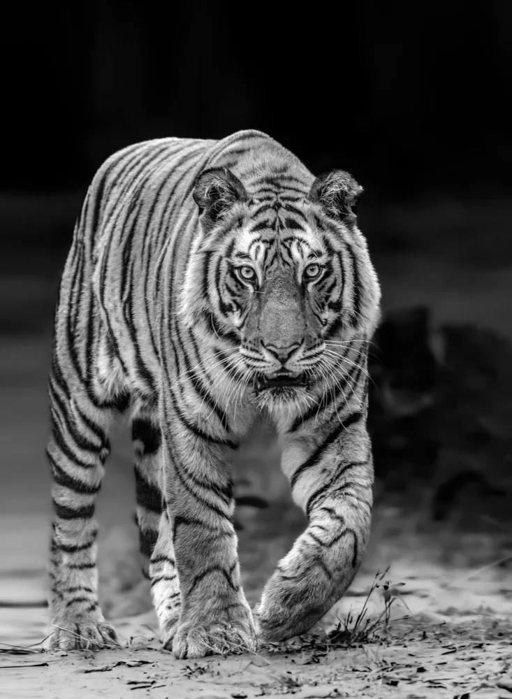 Sharma, Abhinav: Tiger Head On