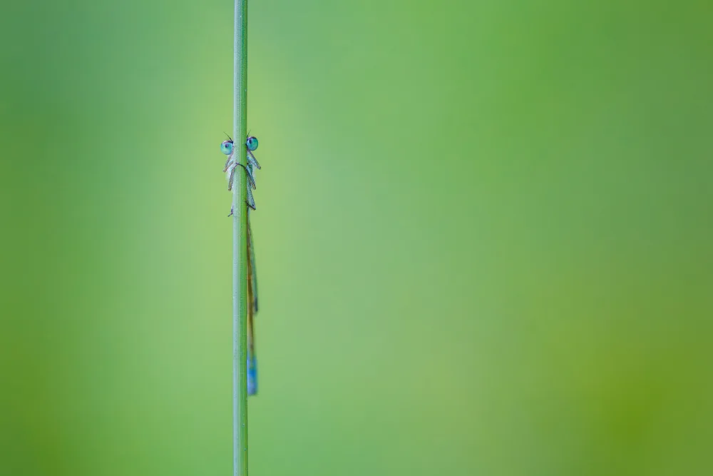 Khan, Zaheer: Schau mir in die Augen. Damselfly