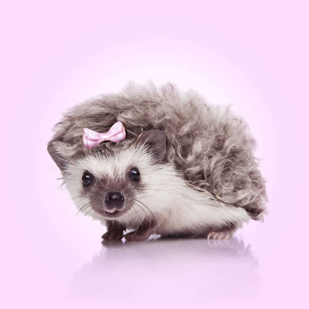 Pozdniakov, Artem: Curvy Hedgehog