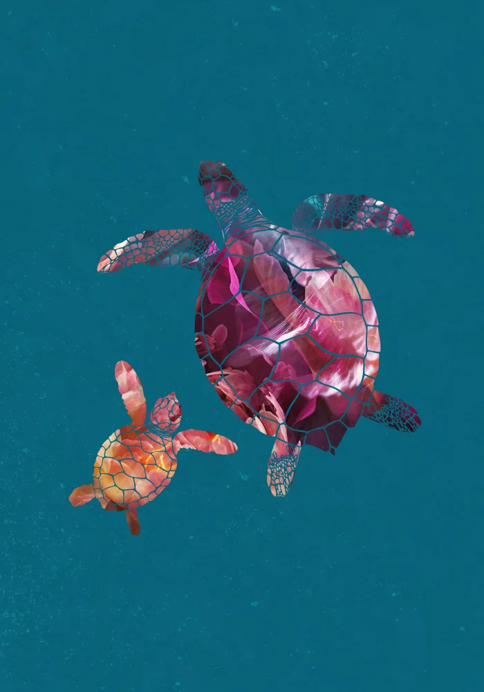 Manovski, Sarah: Tortues colorées