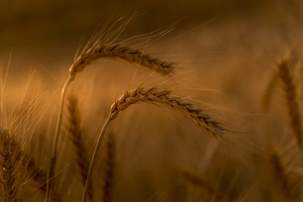 Alcalay, Eyal: Wheats