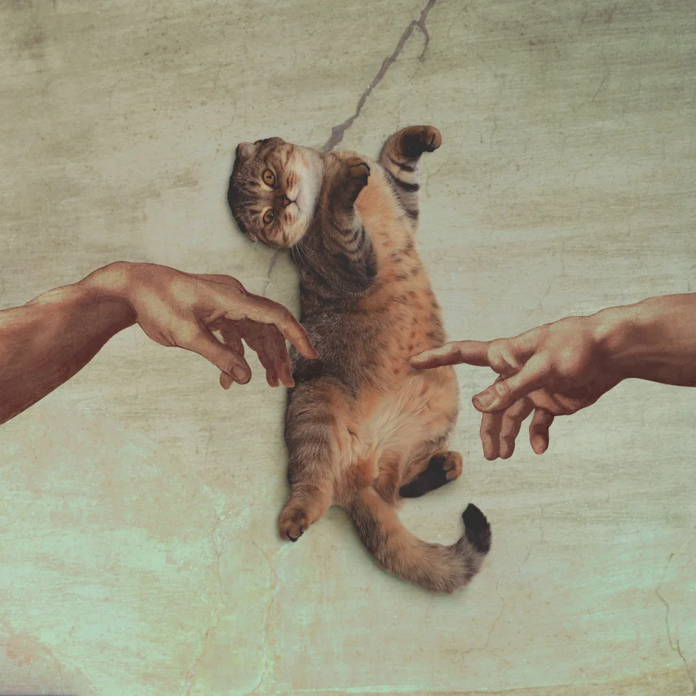 Pozdniakov, Artem: Toque del gatito