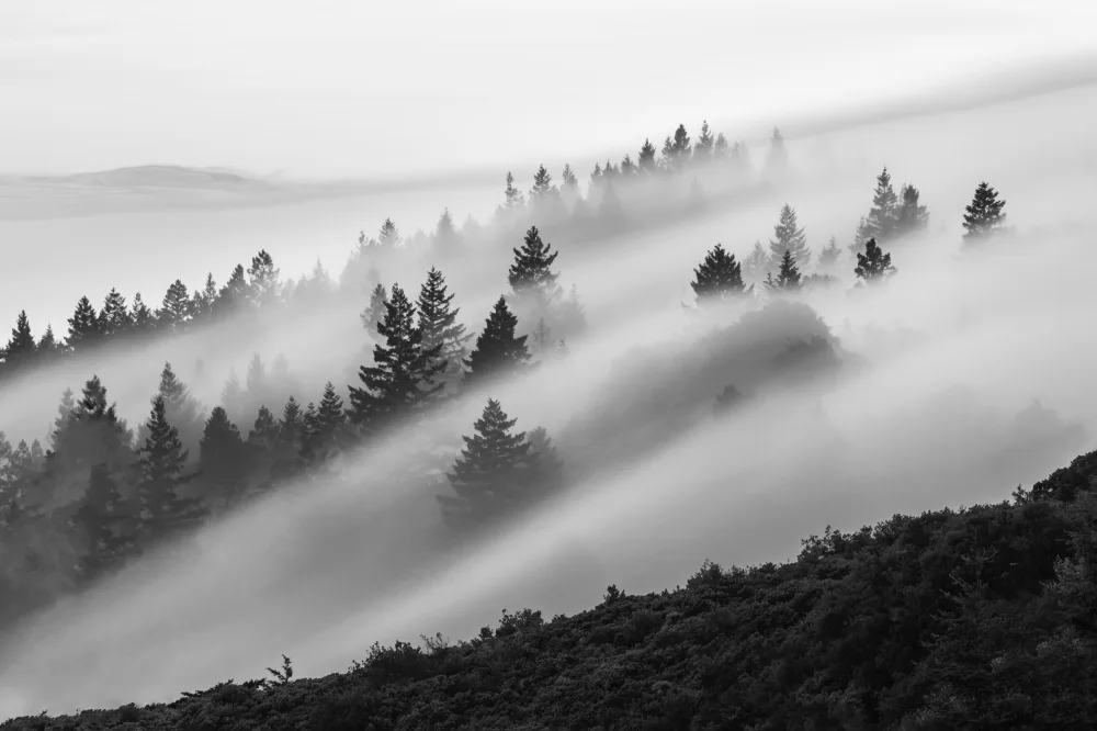 Li, Ryan: Flowing Fog
