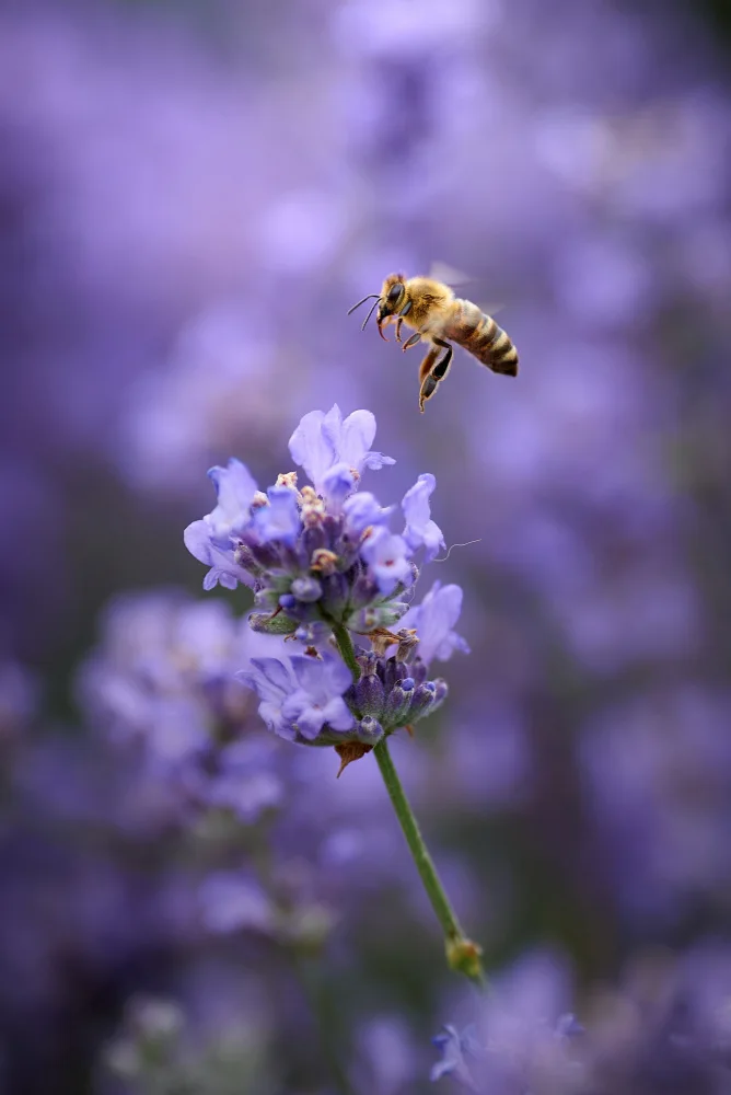 Kazun, Andrii: Lavender flight...