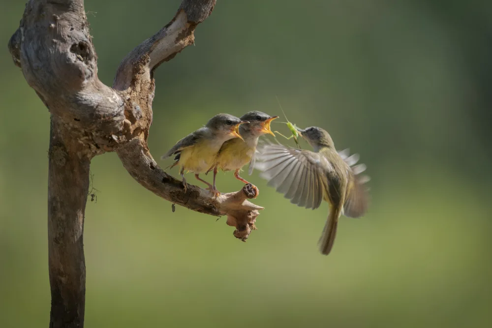 Gramich, Sita: Breakfast is ready....r