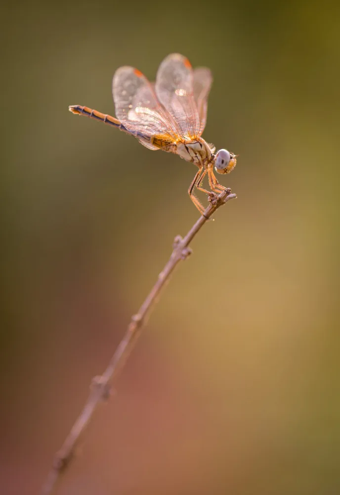 Dhuper, Sumit: Dragonfly