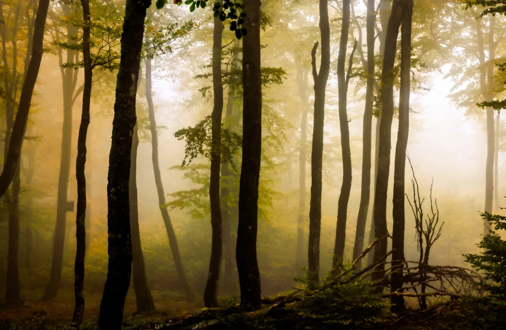 Kleimann, Stephanie: Morning show