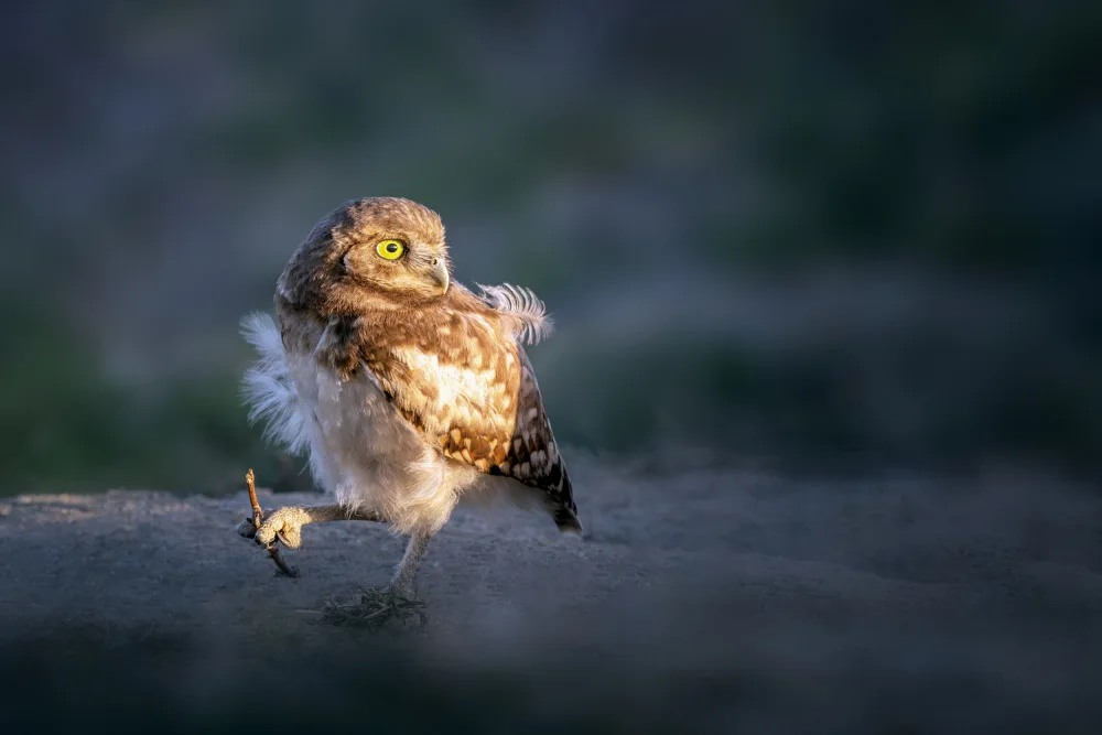 Ji, Shirley: Baby Owl