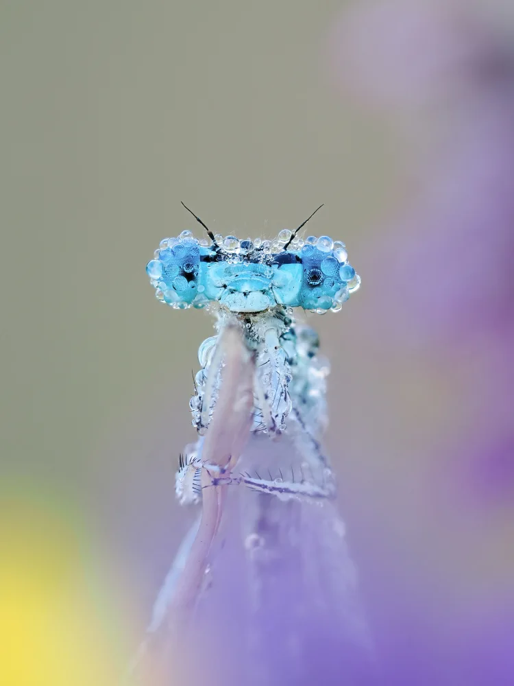 Kralik, Rostislav: Dewy