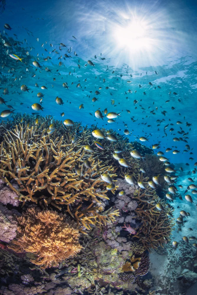 Gabriel, Barathieu: The damselfish against the light