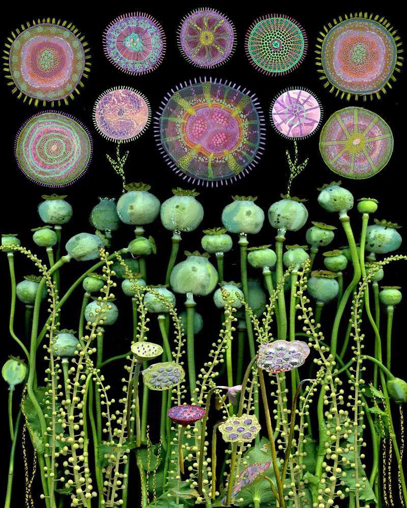 nicolo, giovanna: Poppy Floral Meadow.png