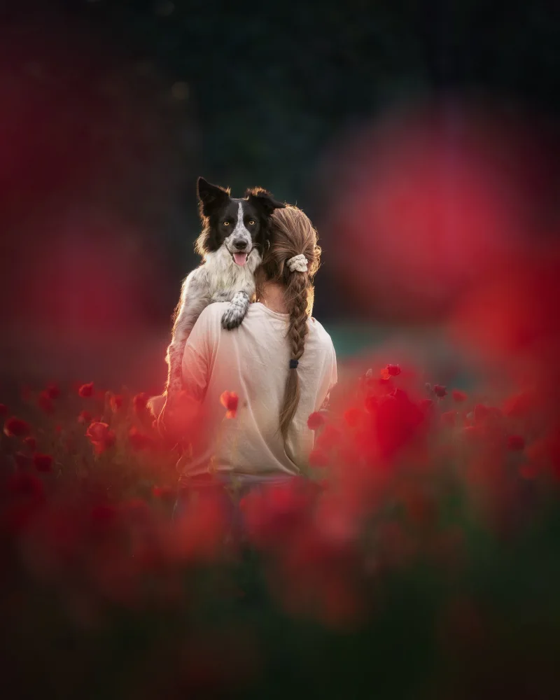 Gerec, Pali: ... in red poppy ...
