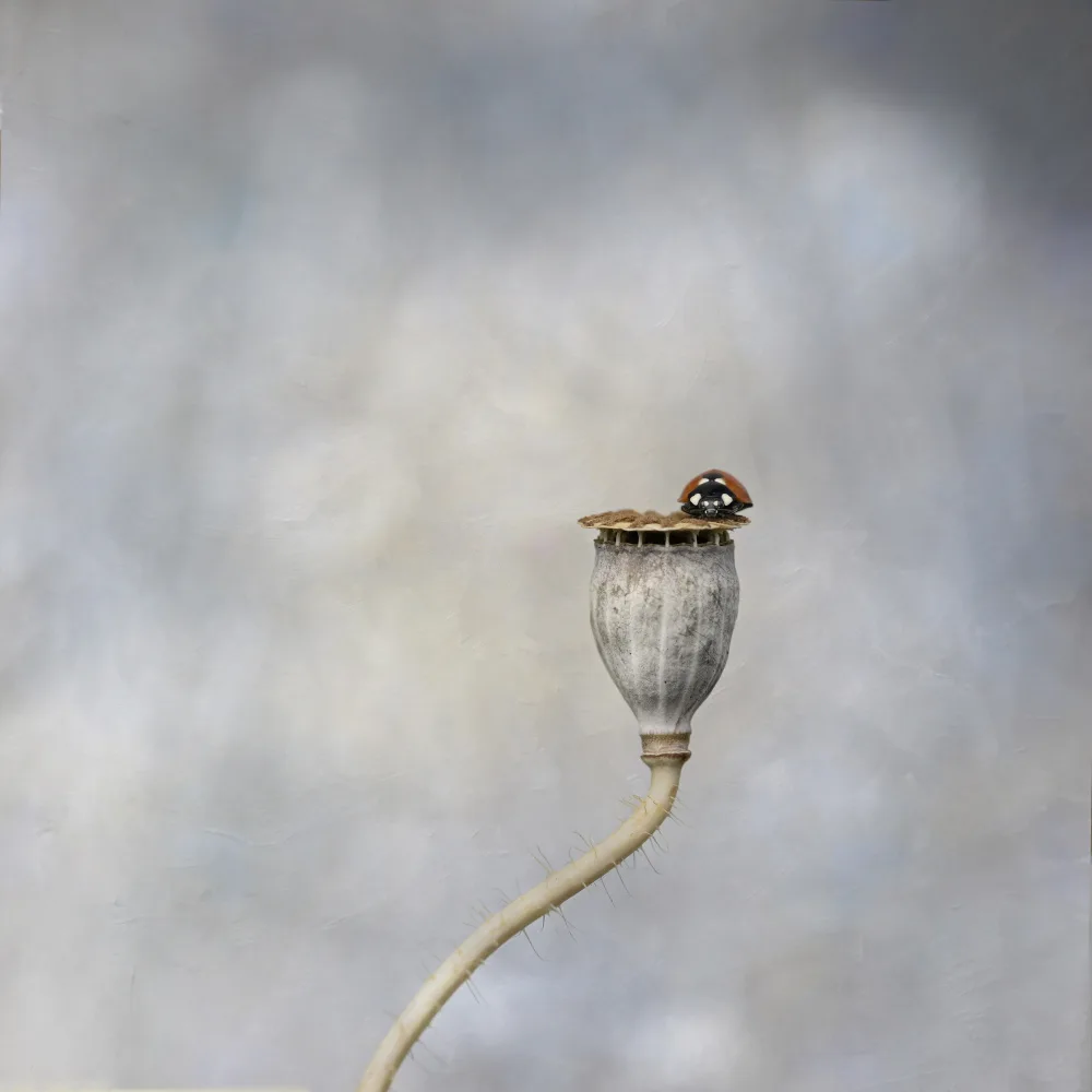 Grønkjær, Lotte: Poppy pod & ladybird