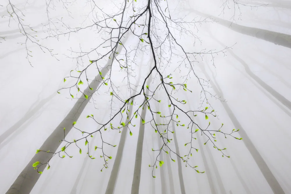 Pavlasek, Tom: The branch