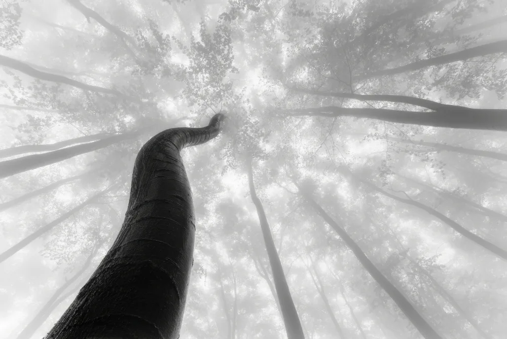 Pavlasek, Tom: Growing to the sky