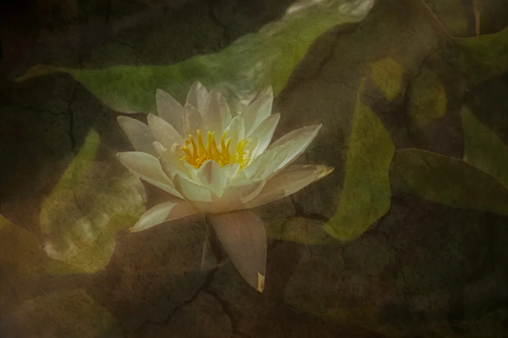 Stas, Marie-anne: In the pond