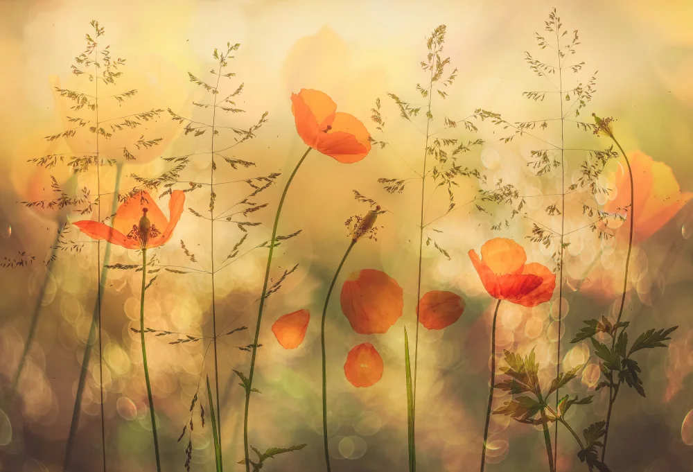 Lee, van Hilda: dancing in grass