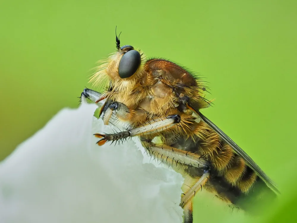 Hirai, Takiko: Shioya horsefly