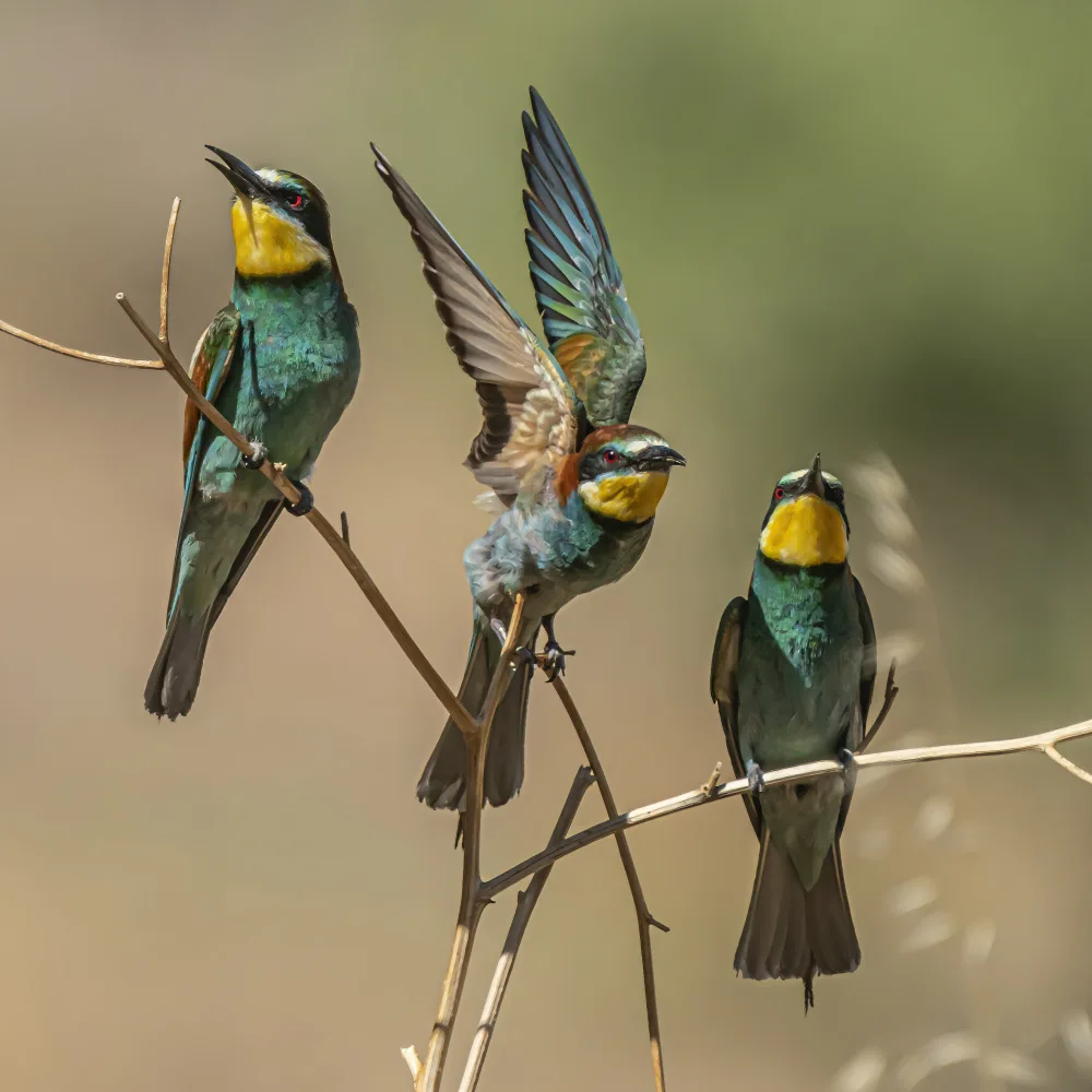 Lichtman, Boris: Bee-eaters