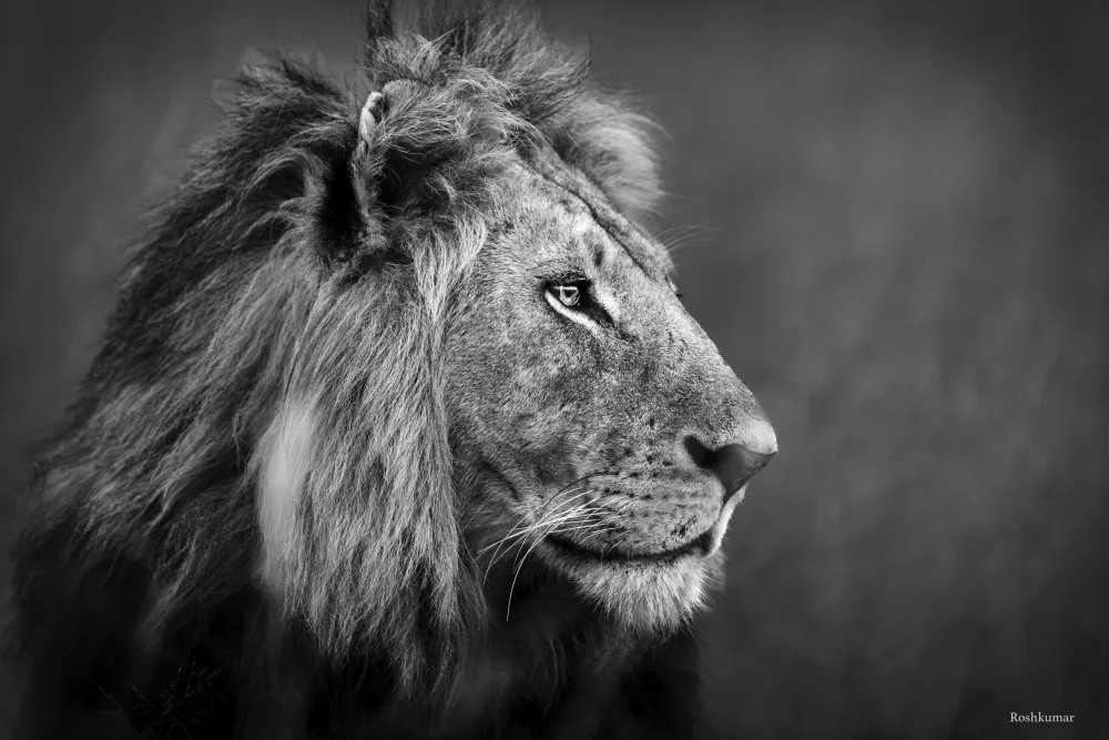 Roshkumar: Majestic Look...