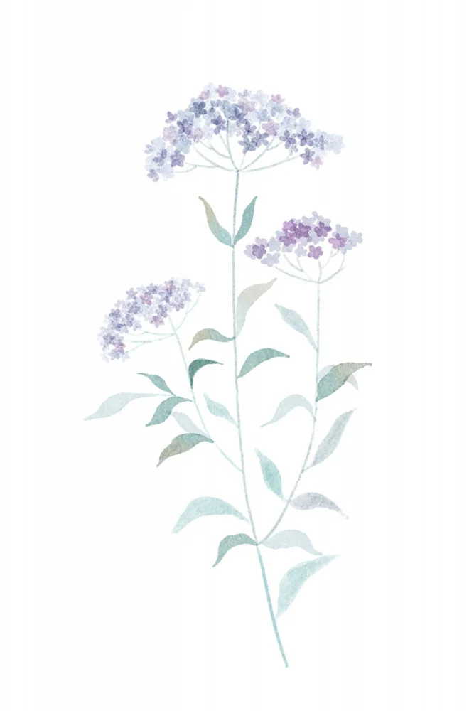 Thai, Xuan: Little Purple Flower