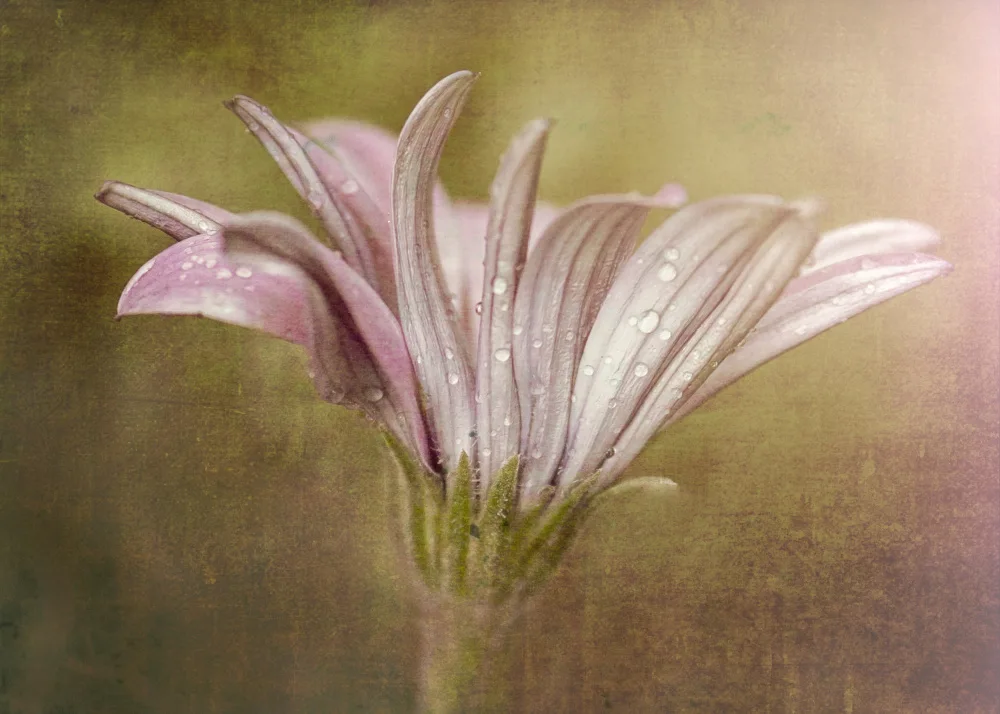 Moss, Susan: Pretty in Pink