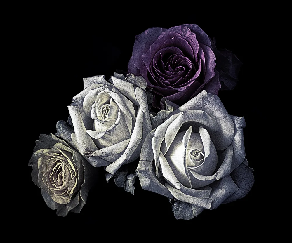Julie, Angel: Roses