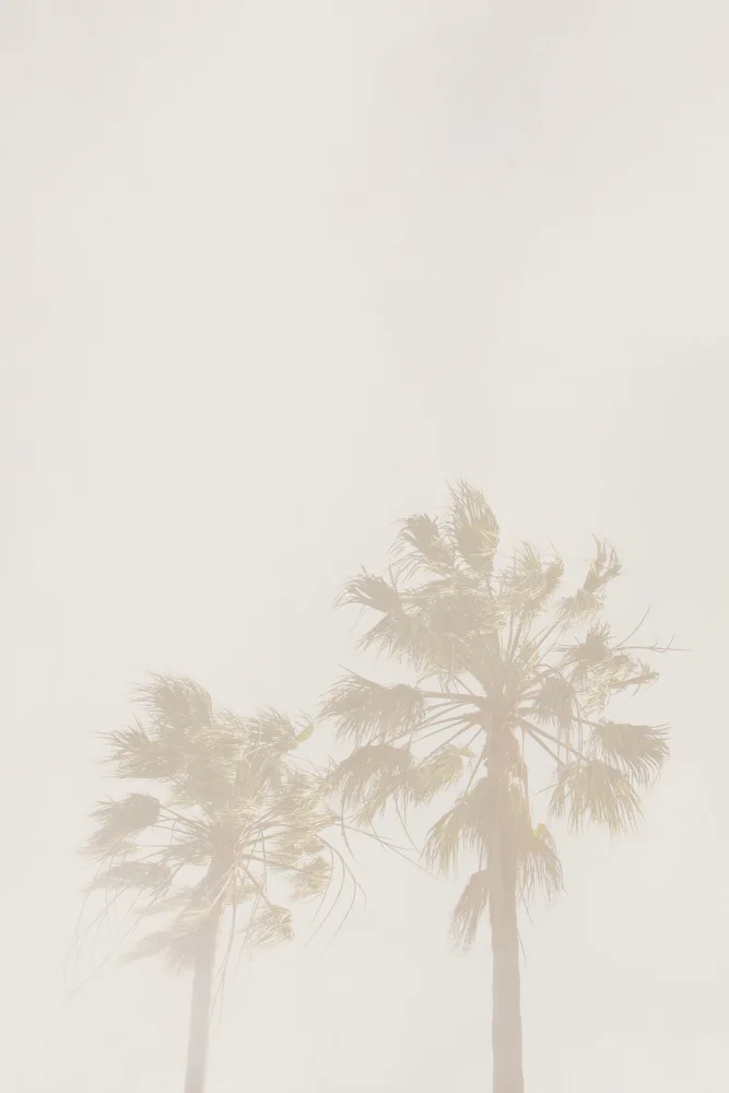 Design, Oju: Palme beige