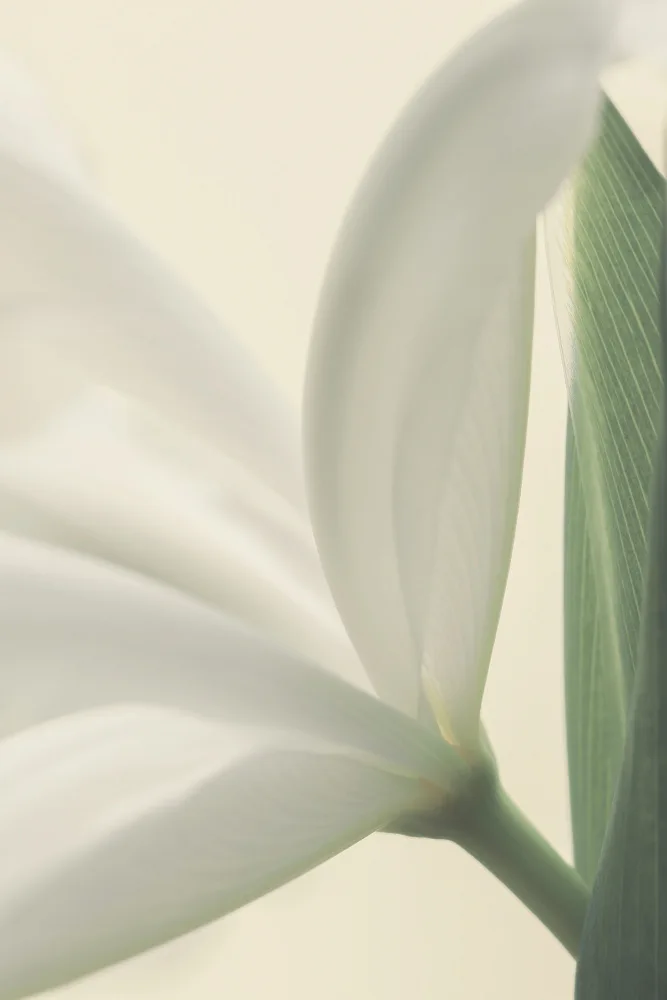 Fennell, Alyson: White Iris Flower