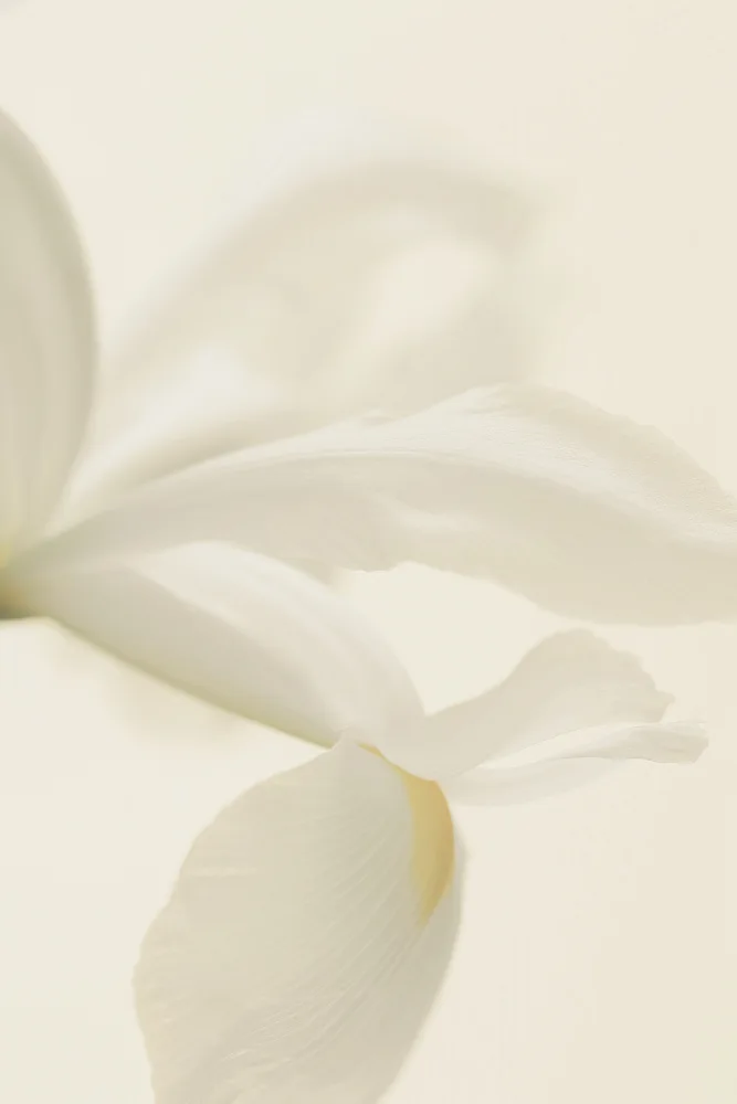 Fennell, Alyson: White Iris Flower Close Up